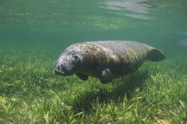 manatee in seagrass