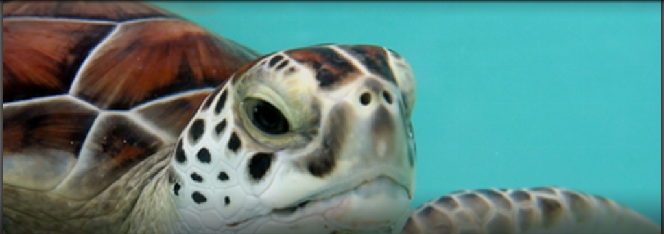 Sea Turtle in an Aquarium